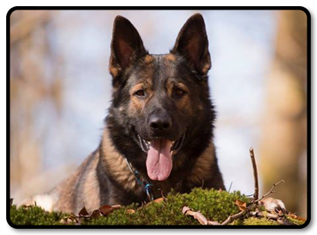 Nisse-1.jpg