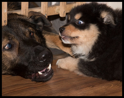 Nisse-med-fluff-feb-2016.jpg