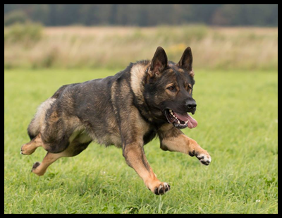 Nisse-springer-aug-2016.jpg