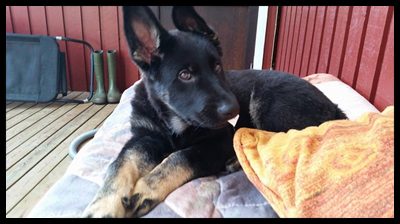 Orka-liten.jpg