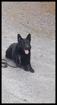 Zorro.jpg