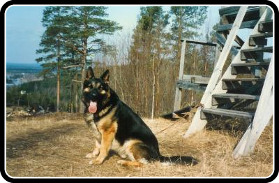 polarmarkenspil1987f8408061.jpg