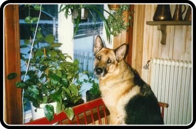 zorbakortettaget19831.jpg